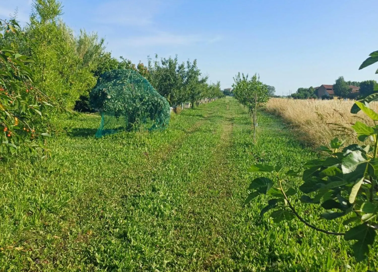 B&B Lattemiele Fontanellato